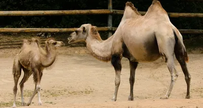 Новорожденный верблюжонок из Минского зоопарка плеваться еще не умеет -  KP.RU