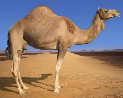 Картинка верблюда для детей - 53 фото