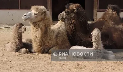 Подробно · Верблюд двугорбый · Верблюдовые · Парнокопытные · МЛЕКОПИТАЮЩИЕ  · Животные · Муниципальное Бюджетное Учреждение Культуры «Зоопарк» -  официальный сайт