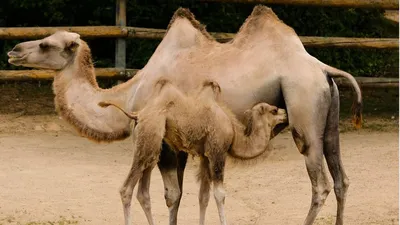 Упрямец, спринтер и плевака: 15 фактов о верблюдах