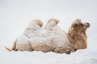 Двугорбый верблюд | Барнаульский зоопарк «Лесная сказка»
