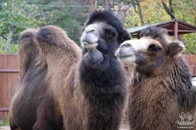 Калмыцкий верблюд - Zoo