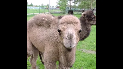 Двугорбый верблюд (Camelus bactrianus) (ferus) — Зоопарк «Лимпопо» г.  Нижний Новгород – Нижегородский зоопарк