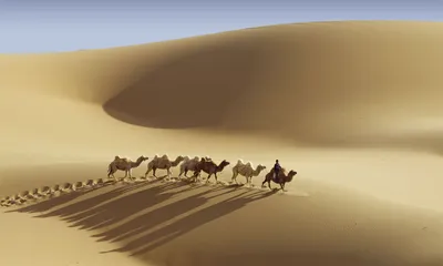 Как различается искусство седлать верблюда в разных странах? | ВКонтакте