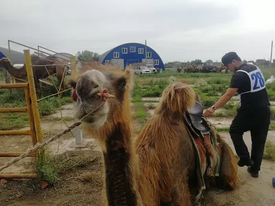 Парк верблюдов - Camel Park - Ларнака, Кипр - Обзор, описание парка