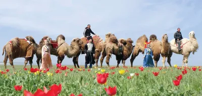 Верблюды Киргизской степи