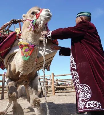 Парк верблюдов - Camel Park - Ларнака, Кипр - Обзор, описание парка