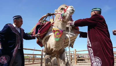 Катарские верблюды устали: им приходится катать болельщиков сверхурочно - МК