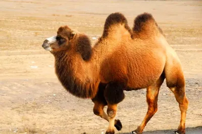 Индивидуальное сафари на верблюдах к Синайским горам и бедуинам 🧭 цена  экскурсии €100, 4 отзыва, расписание экскурсий в Шарм-эль-Шейхе