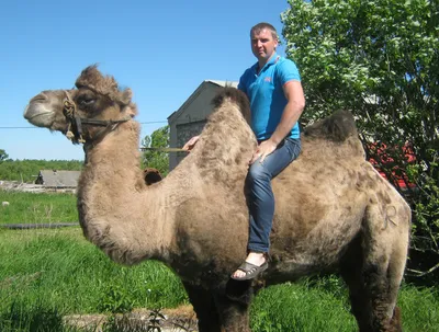 Советы и руководства] Квест на верблюда | Black Desert Русскоязычный регион