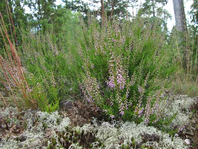 Фотокаталог растений: Вереск обыкновенный (Calluna vulgaris)