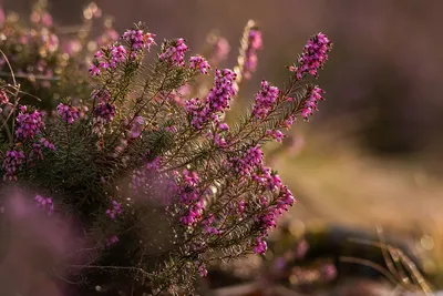 Вереск цветок Лесной - фото и картинки: 47 штук