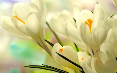 Белые весенние цветы: обои, фото, картинки на рабочий стол в высоком  разрешении