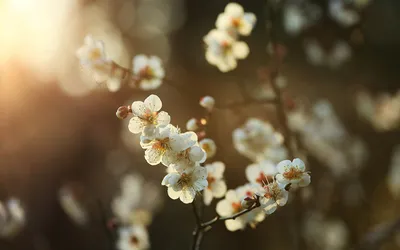 Фотография весенние Цветы Цветущие деревья
