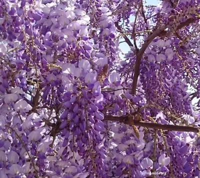 Фиолетовые весенние цветы - Обои Цветы. Скачать на телефон