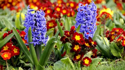 Обои мартовский заяц, фото весенние цветы 1366x768, обои весеннее небо для  рабочего стола