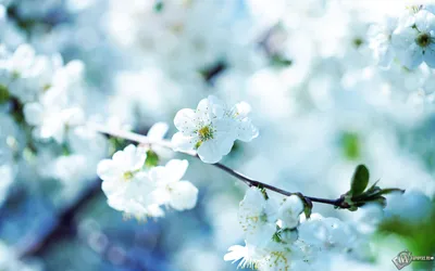 Скачать обои Весенние цветы (Цветок, Фото, Макро, Весна) для рабочего стола  2560х1600 (16:10) бесплатно, Макро фото Весенние цветы Цветок, Фото, Макро,  Весна на рабочий стол. | WPAPERS.RU (Wallpapers).