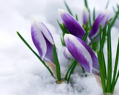Ранние весенние цветы самые популярные садовые сорта - archidea.com.ua