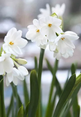Весенние цветы белого цвета - 57 фото