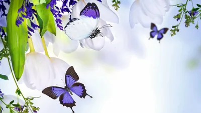 Весенние цветы картинка #430402 - Обои весенняя природа, цветение, весенние  цветы, фото бабочки, цветущее дерево. Скачать фото весна 1920x1080 - скачать