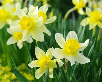 Желтые весенние цветы - 53 фото