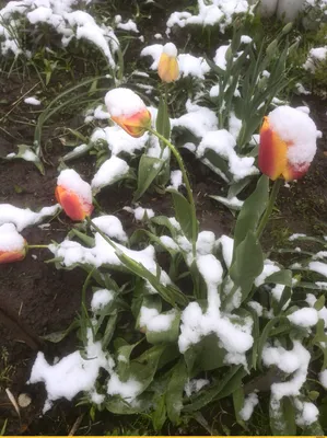 Шёл 11 день мая, в Беларуси тюльпаны покрылись снегом. / Беларусь ::  красивые картинки :: моё :: тюльпаны :: весна пришла :: снег :: погода ::  фото / картинки, гифки, прикольные комиксы, интересные статьи по теме.