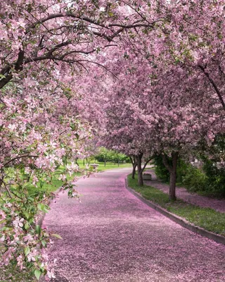 Фото Екатерининский парк весной, фото: Елена Крижевская