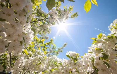 Обои небо, солнце, цветы, красота, весна картинки на рабочий стол, раздел  природа - скачать