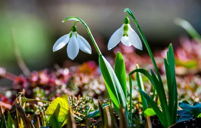 Обои природа, весна, подснежники картинки на рабочий стол, раздел цветы -  скачать