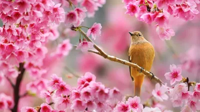 На раб стол весна картинка #397667 - Весна, птичка на ветке - Весна -  Природа - Картинки на рабочий стол - скачать