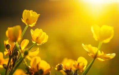 Обои солнце, цветы, весна, тюльпаны, bokeh картинки на рабочий стол, раздел  цветы - скачать