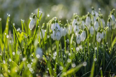 Каким будет февраль и когда наступит весна: синоптик дал прогноз - |  Диалог.UA
