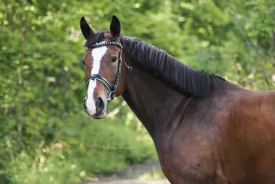 Olesya Nickolaeva Horse Photography - Портрет Латво-Вестфальского  Лагерфельда Stallion named Lagerfeld, Latvia-Westphalian horse ⠀  photolesya.com © Olesya Nickolaeva - All rights reserved ⠀ #horse  #horsephoto #equestrian #equine #animalist ...