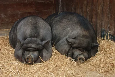 Вьетнамских вислобрюхих свиней фото