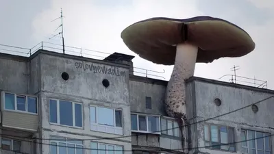 Художник «вырастил» грибы на петербургской многоэтажке — видео