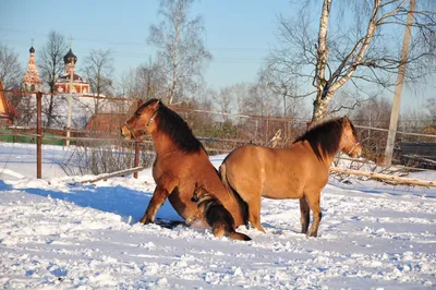 Лошади Продажа лошадей