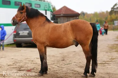 10 знаменитых пород русских лошадей