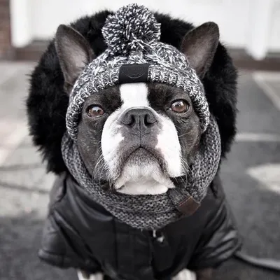 Зимняя теплая шапка для собак маленького и среднего размера | AliExpress