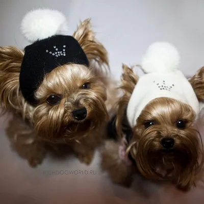 Зимние теплые ветрозащитные вязаные шапки для собак для французского  бульдога - купить с доставкой по выгодным ценам в интернет-магазине OZON  (1319574364)