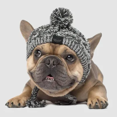 SUPREPET зимняя вязаная собачья шапка для французского для бульдога  чихуахуа, Теплый головной убор для собаки, костюм для щенка, аксессуары для  ChatPet, Прямая поставка | AliExpress
