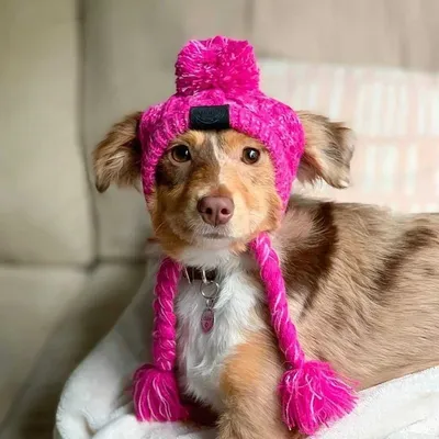 Собаки в шапках