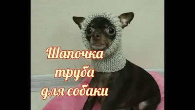Вязаная одежда для собак и кошек – купить в интернет-магазине  HobbyPortal.ru с доставкой