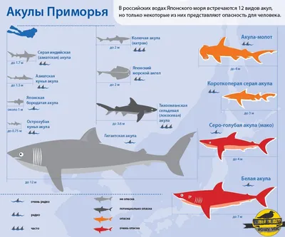 10 Самых Редких Акул, Обнаруженных в Океане - YouTube