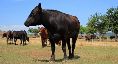 Самый рогатый бык в мире