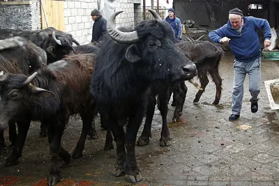 Гоа, Индия. Gaurus быка быка Gaur или индийский бизоны отдыхает на земле.  Самый крупный вид среди диких крупного рогатого скота. В Стоковое  Изображение - изображение насчитывающей ангстрома, развилки: 184436931