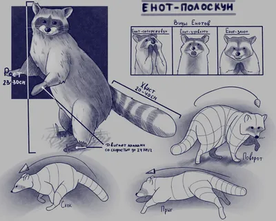 Факты о енотах | Пикабу