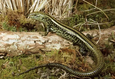 Зелёная ящерица(Lacerta viridis) — вид ящериц из рода Зелёных ящериц.  Ящерица на камне Stock Photo | Adobe Stock