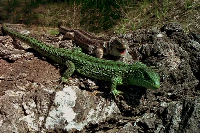 Зеленые Viridis ящерицы, Agilis ящерицы виды ящерицы рода зеленых ящериц  Стоковое Фото - изображение насчитывающей сброс, добросердечно: 110901046