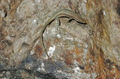 В Эквадоре обнаружили новый вид ящериц - РИА Новости, 26.06.2021