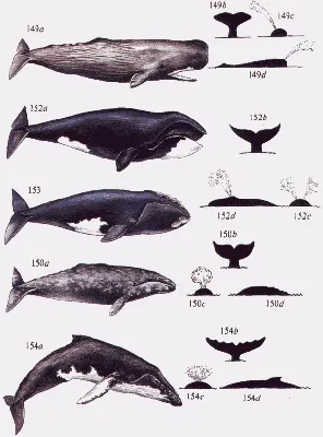 Виды китов: 🐋 список названий с описаниями, фото и видео. Сколько живут и  где обитают